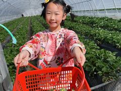-喜杨洋草莓采摘园