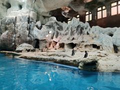 -帝企鹅自助餐厅•儿童岛•真企鹅(长隆企鹅酒店)