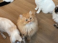 -MOCHA明星猫咖(田子坊店)