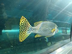 -悉尼海洋生物水族馆