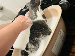 -袖虎·猫馆(体育西路店)