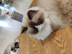 -藏猫猫咖啡主题馆(中央大道店)