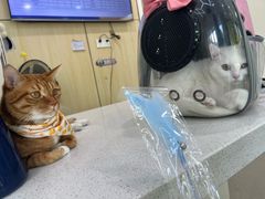 -凯瑞希宠物医院·狂犬免疫·微创·皮肤科
