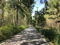 -合肥滨湖国家森林公园