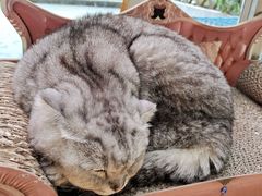 -猫咪派对(江南西店)