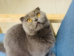 -鼓捣猫呢主题猫咖店