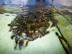 -老船长海鲜大排档(银滩店)