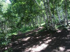 -乌兰布统景区-白桦林