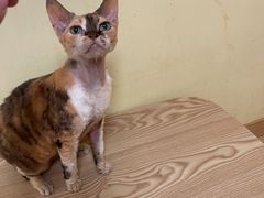 -Meowの猫咖(万家丽店)