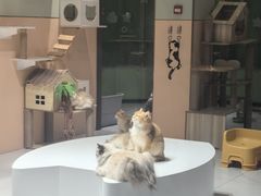 -申普宠物医院(总院)