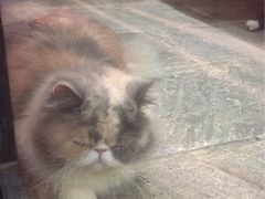 -猫咪博物馆(顶澳仔猫街店)