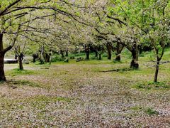 -苏州上方山国家森林公园