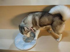 -Husky Go! 哈士奇体验馆·宠物咖啡厅狗咖