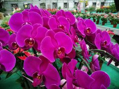 -西部兰花园生态园