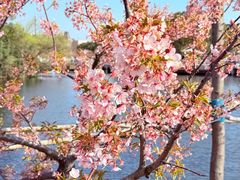 -新江湾城公园