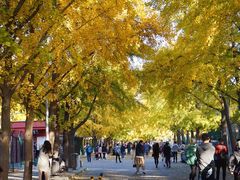 -三里屯东五街银杏大道