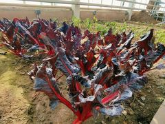 -中国农科院国家农业科技展示园