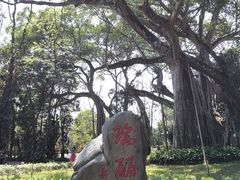 -瑞丽独树成林风景区