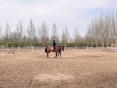 -北京群众马术培训基地