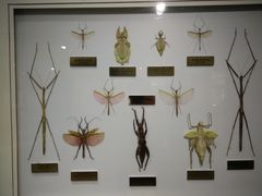 -上海昆虫博物馆