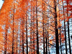 -白塘生态植物园