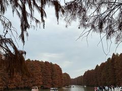 -上海海湾国家森林公园