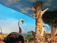 -国家自然博物馆