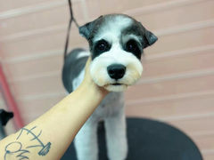 -FAELING PETS美天灵宠物(合生汇店)