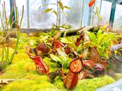 -国家植物园南园