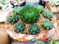 -秦美花卉(天朗·莱茵小城2期店)