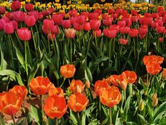 -洛阳郁金香牡丹园