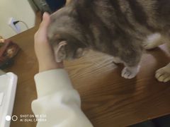 -猫色咖啡·猫咖