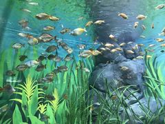 -上海海洋水族馆