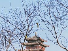 -合江楼