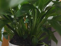 -马三洋芋片(兰州总店)