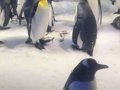 -凯莉-塔尔敦海洋生物水族馆