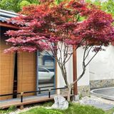 网红打卡|雅致庭院餐厅