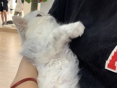 -李小姐の猫咖啡馆(五角场店)