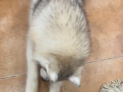 -Let's go狗咖·猫咖·奶狗·桌游(春熙路IFS店)