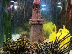 -太平洋海底世界