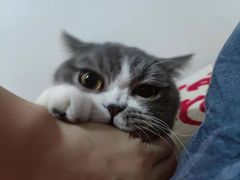 -瑞派名望24h动物医院异宠专科·猫专科·骨科·重症监护分院