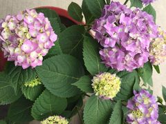 -呼吸森林·生态农庄农家乐私房菜