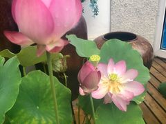 -老阊门菜馆(山塘街店)