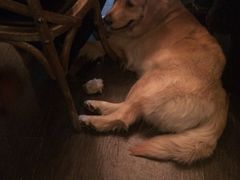 百好乐比萨-百好乐宠物友好餐厅(朝外大街店)