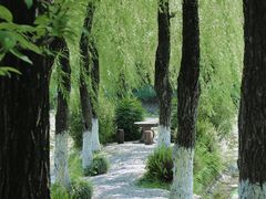-桂湖森林公园