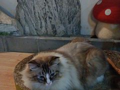 -白兔子密室(长寿路店)