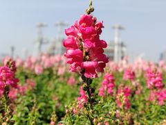 -海心沙亚运公园