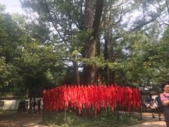 -西湖风景区十里琅珰-五云山