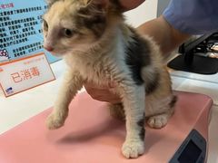 -御宝贝·A梦猫科宠物医院(国际猫友好医院)
