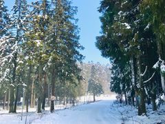 -武陵山森林公园